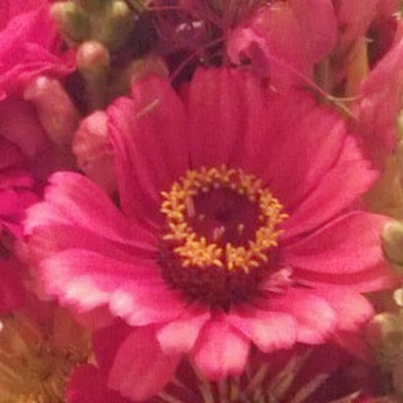 Meet your Posher, Erika - Picture 1 of 1